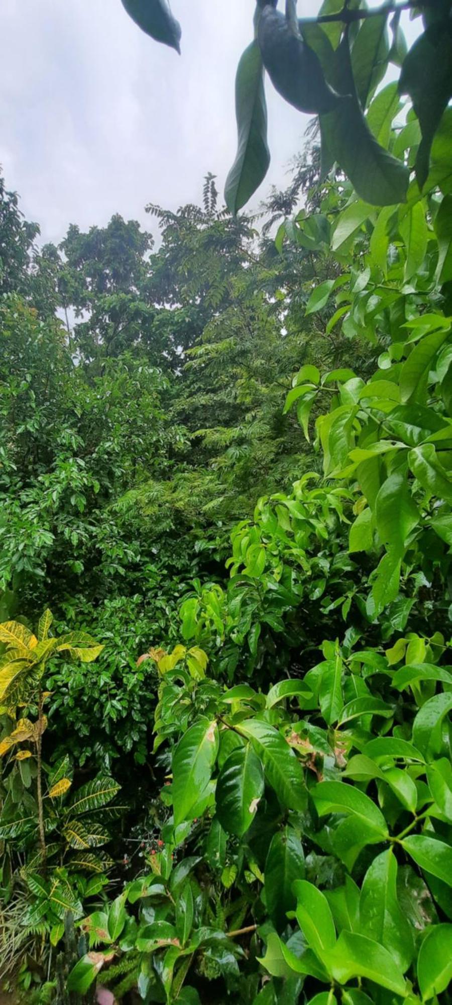 Cabana Bosque Verde Naranjo  Exterior photo